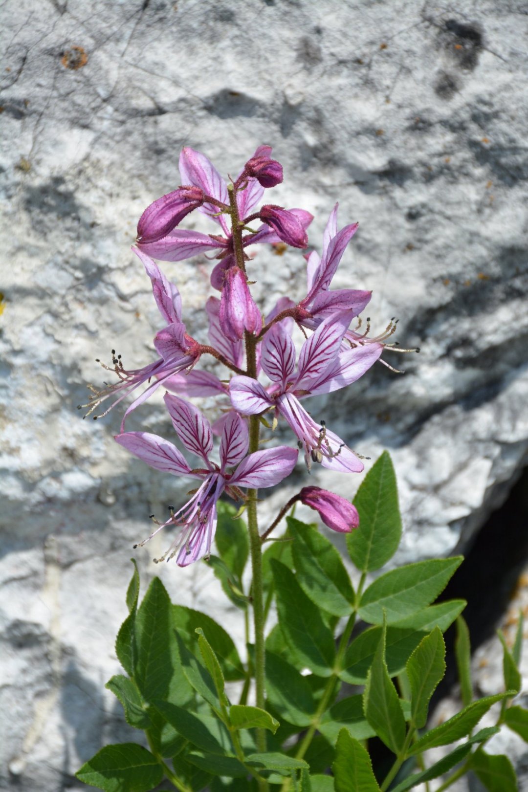 Dictamnus albus / Limonella, frassinella